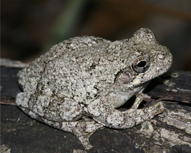 copes-grey-tree-frog-700x500