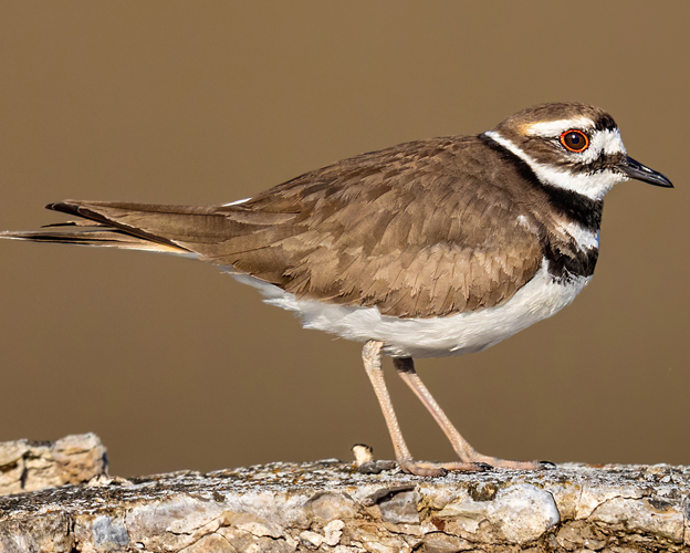 killdeer-700x500