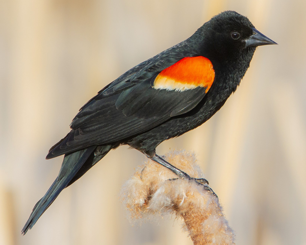 rede-winged-blackbird-700x500