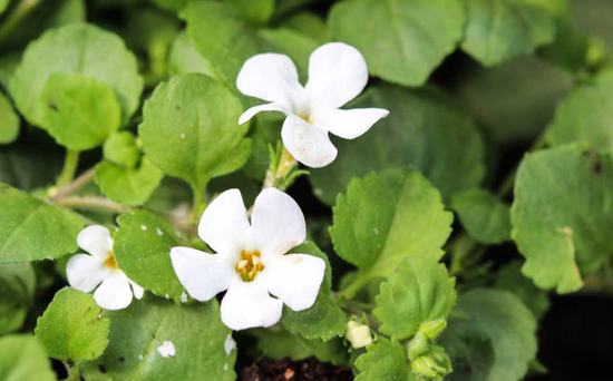 bacopa-monnieri-plant-550x342
