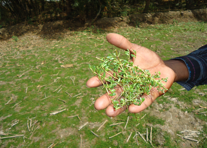 person-holding-bacopa-monnieri-700x500