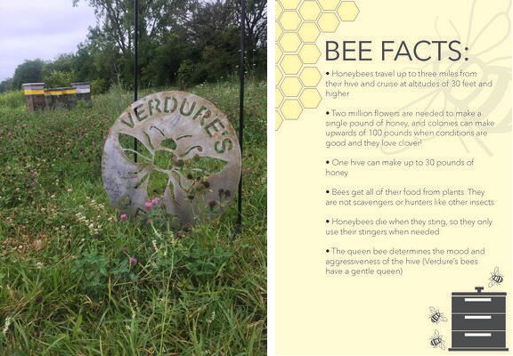 bee-facts-img