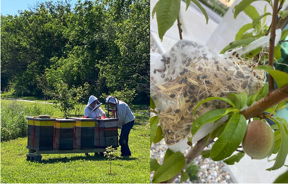 beekeepers-img