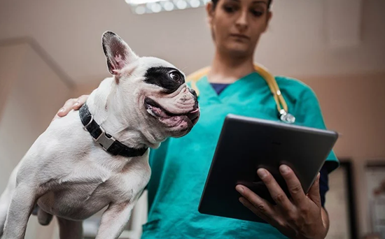 veterinarian-examining-dog
