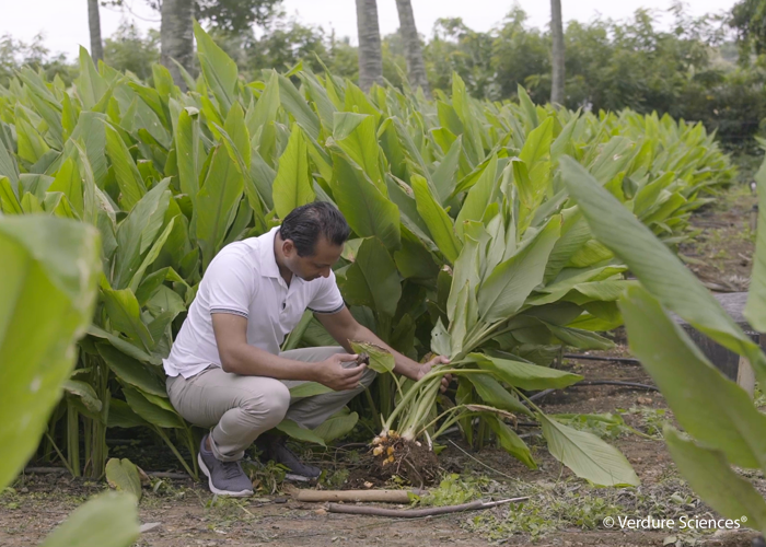 ajay-patel-checking-lonvida-turmeric-root-700x500