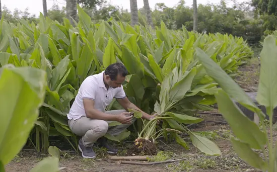 ajay-patel-checking-longvida-turmeric-root-550x342