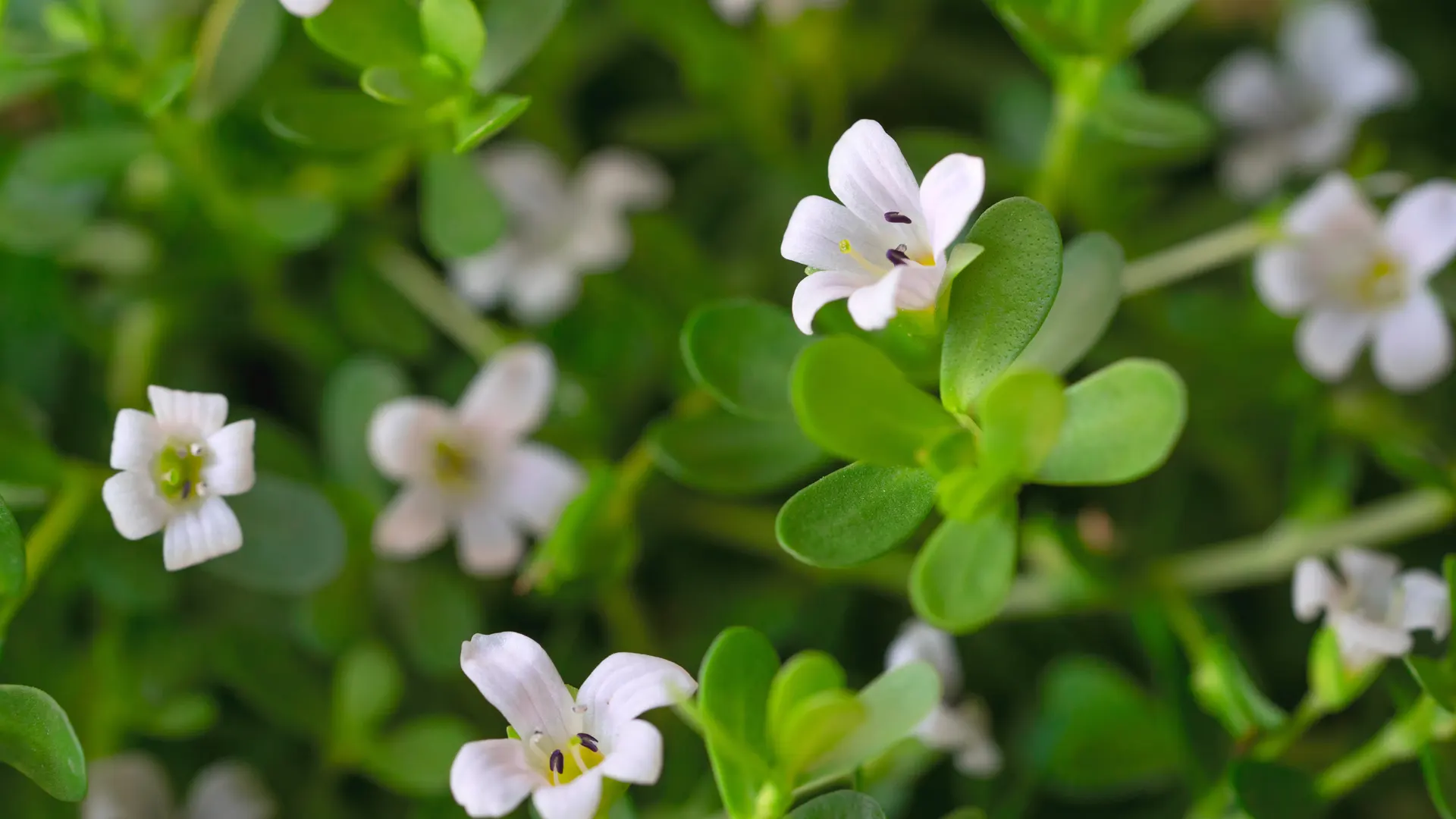 bacognize-bacopa-monnieri-1920x1080