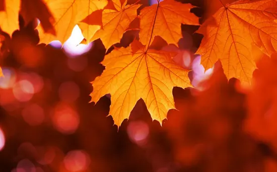 maple-leaves-tree-002-550x342