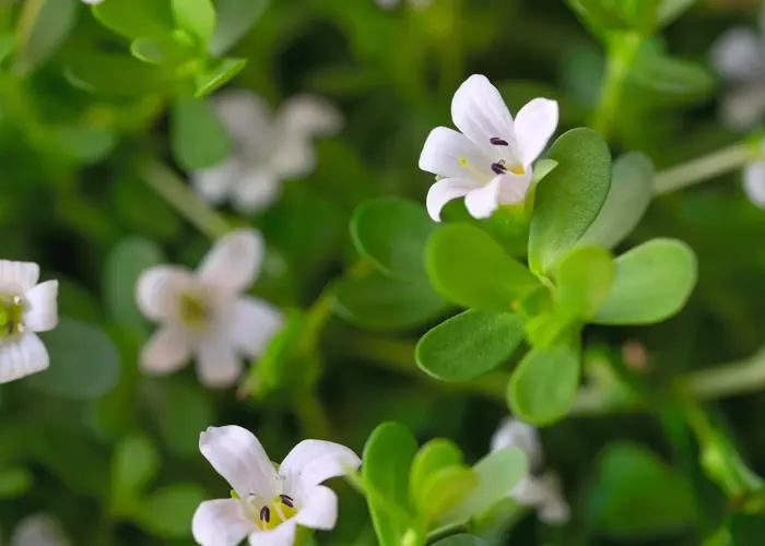 verdure-sciences-bacognize-bacopa-monnieri-plant-700x500