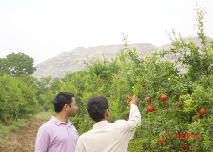 verdure-sciences-two-gentlemen-looking-at-pomegranate-fruit-bush-700x500