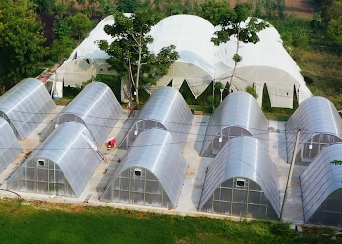 verdure-sciences-greenhouses-700x500