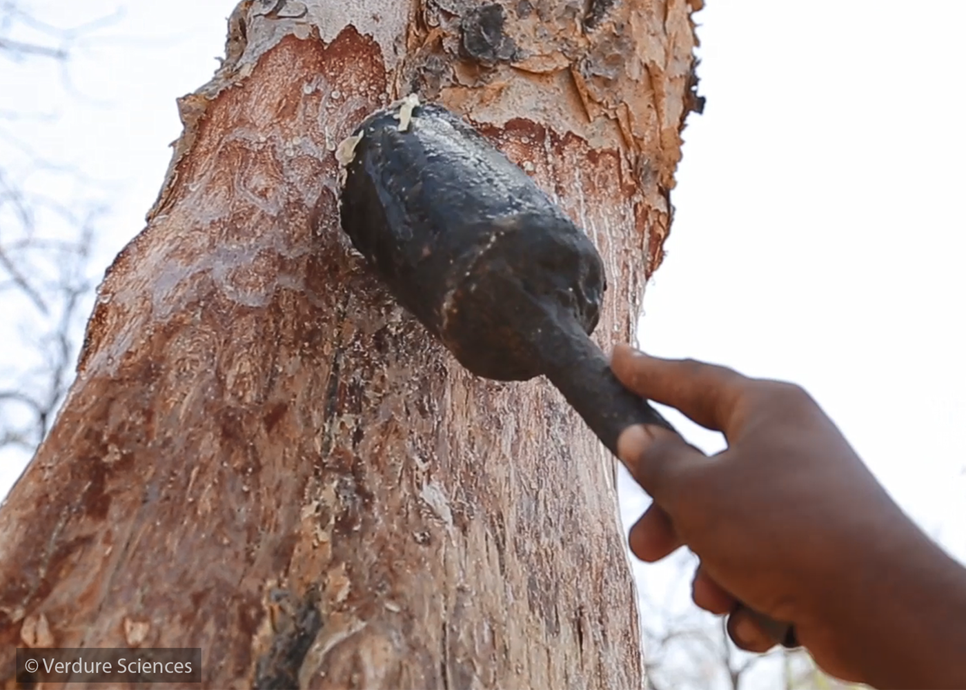 wokvel-boswellia-serrata-farmer-scooping-tree-resin-1400x1000