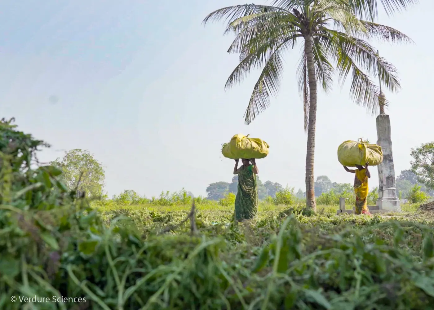 verdure-sciences-harvesters-walking-with-ingredients-watermarked-1400x1000