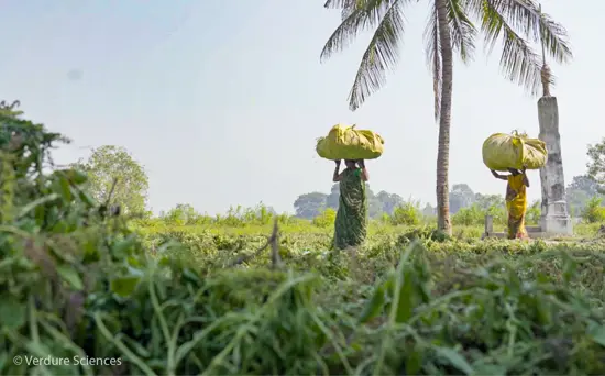 verdure-sciences-harvesters-walking-with-ingredients-watermarked-550x342