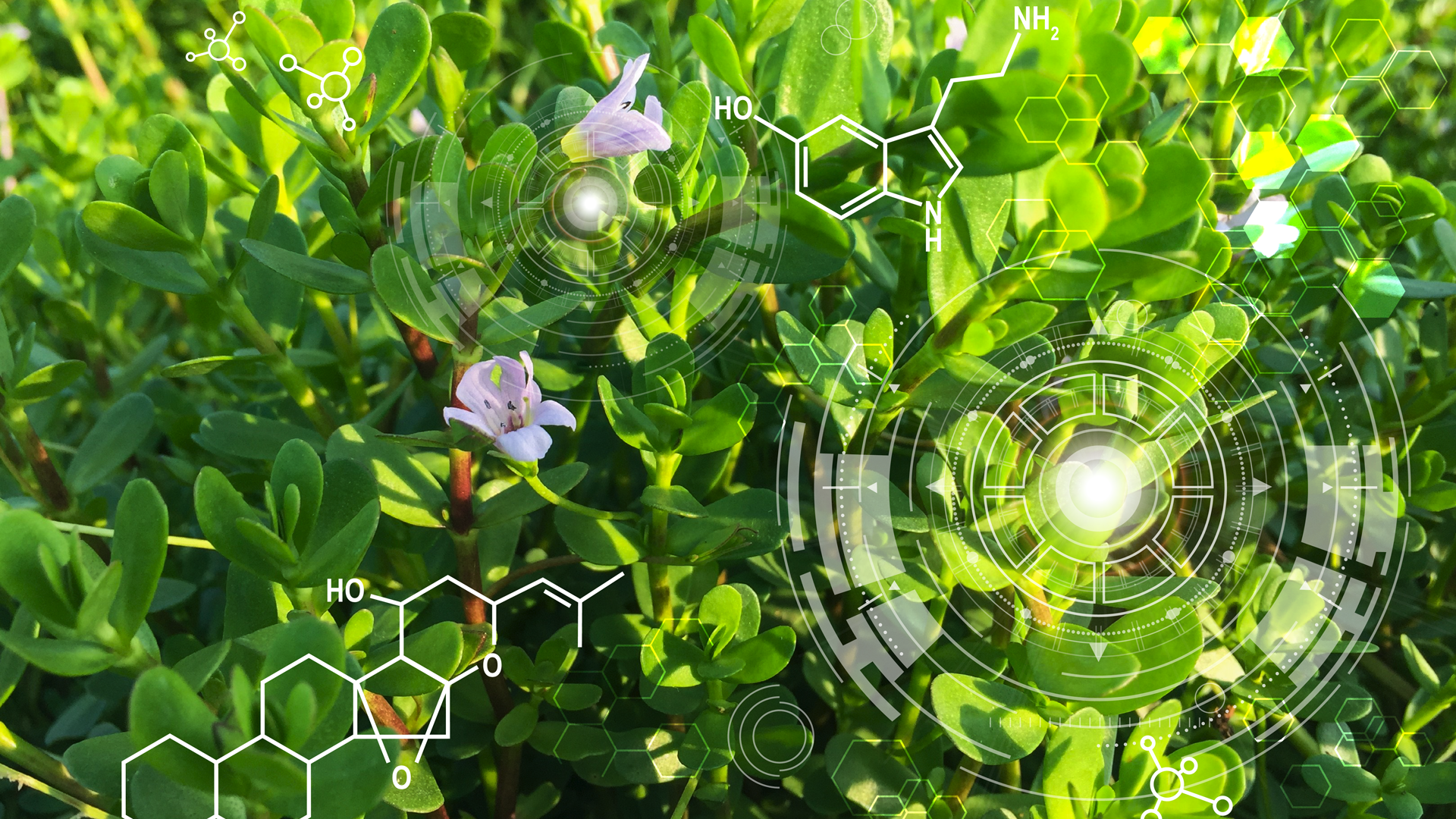 verdure-sciences-research-technology-homepage-bg-revised-1920x1080