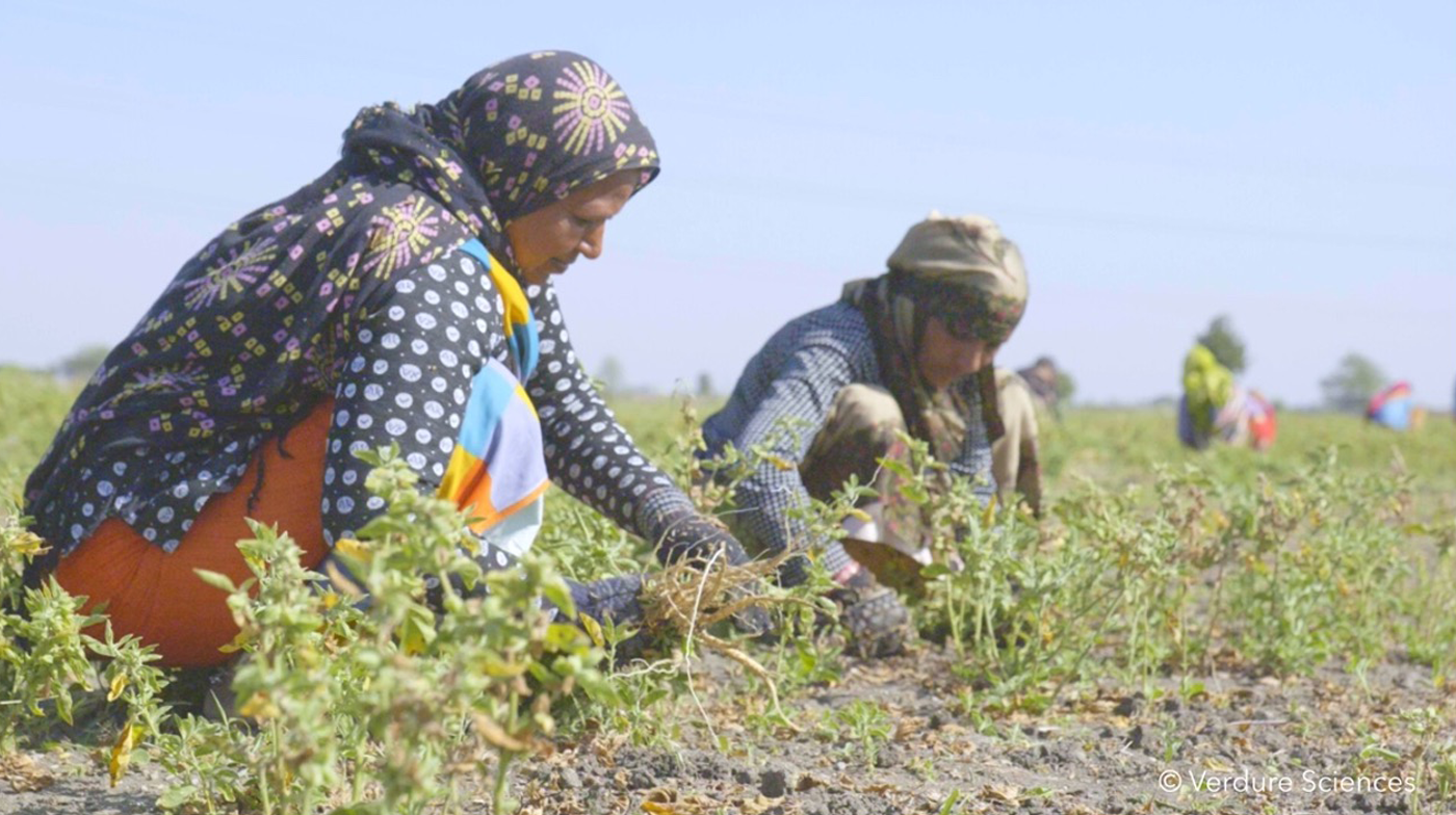 verdure-sciences-witholytin-ashwagandha-farmers-harvesting-1400x784