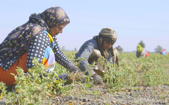 verdure-sciences-witholytin-ashwagandha-farmers-harvesting-550x342